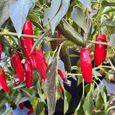 Devil Serrano - Seeds - The Pepper Pantry (Formerly Marie Sharp's)